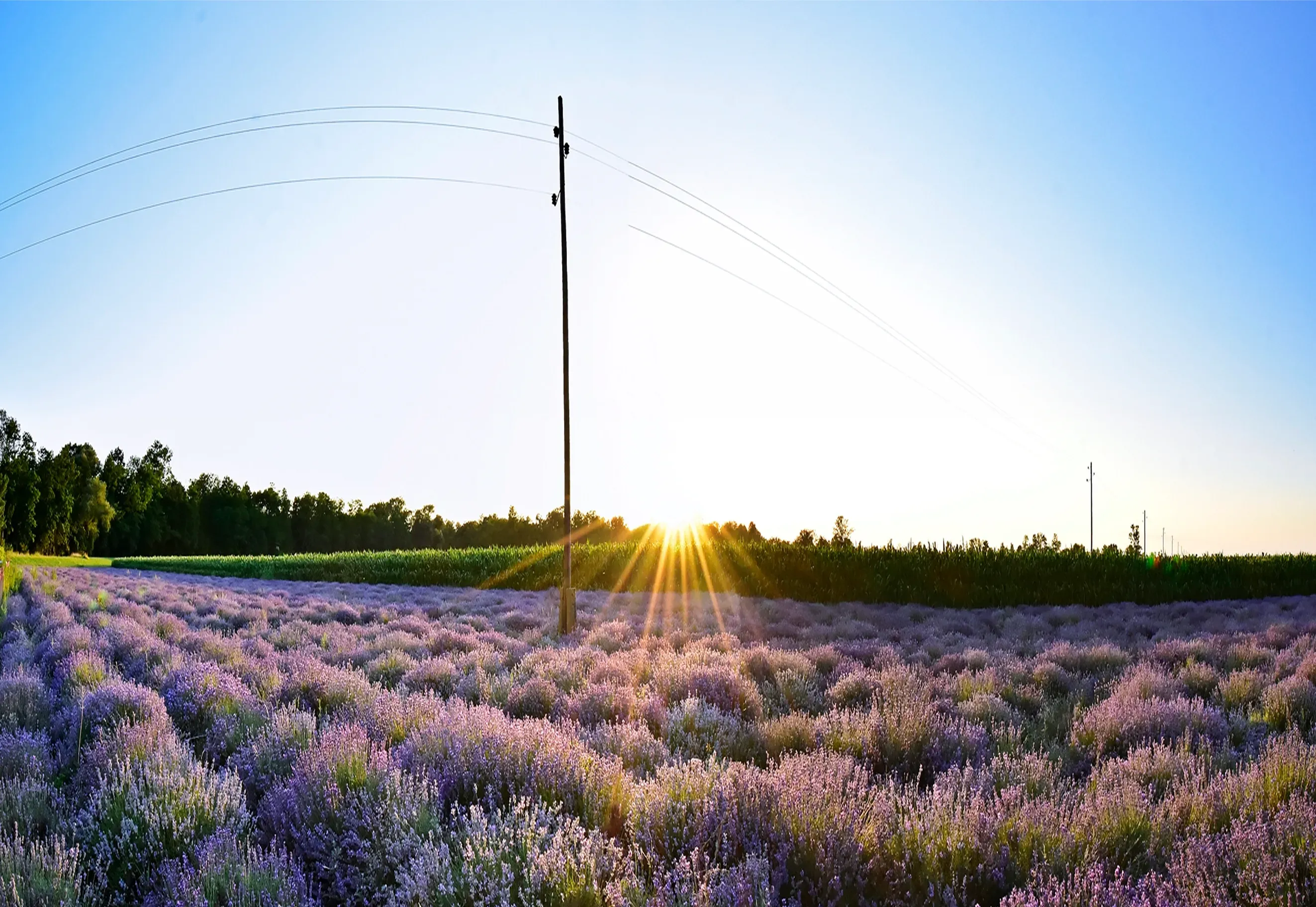 Field
